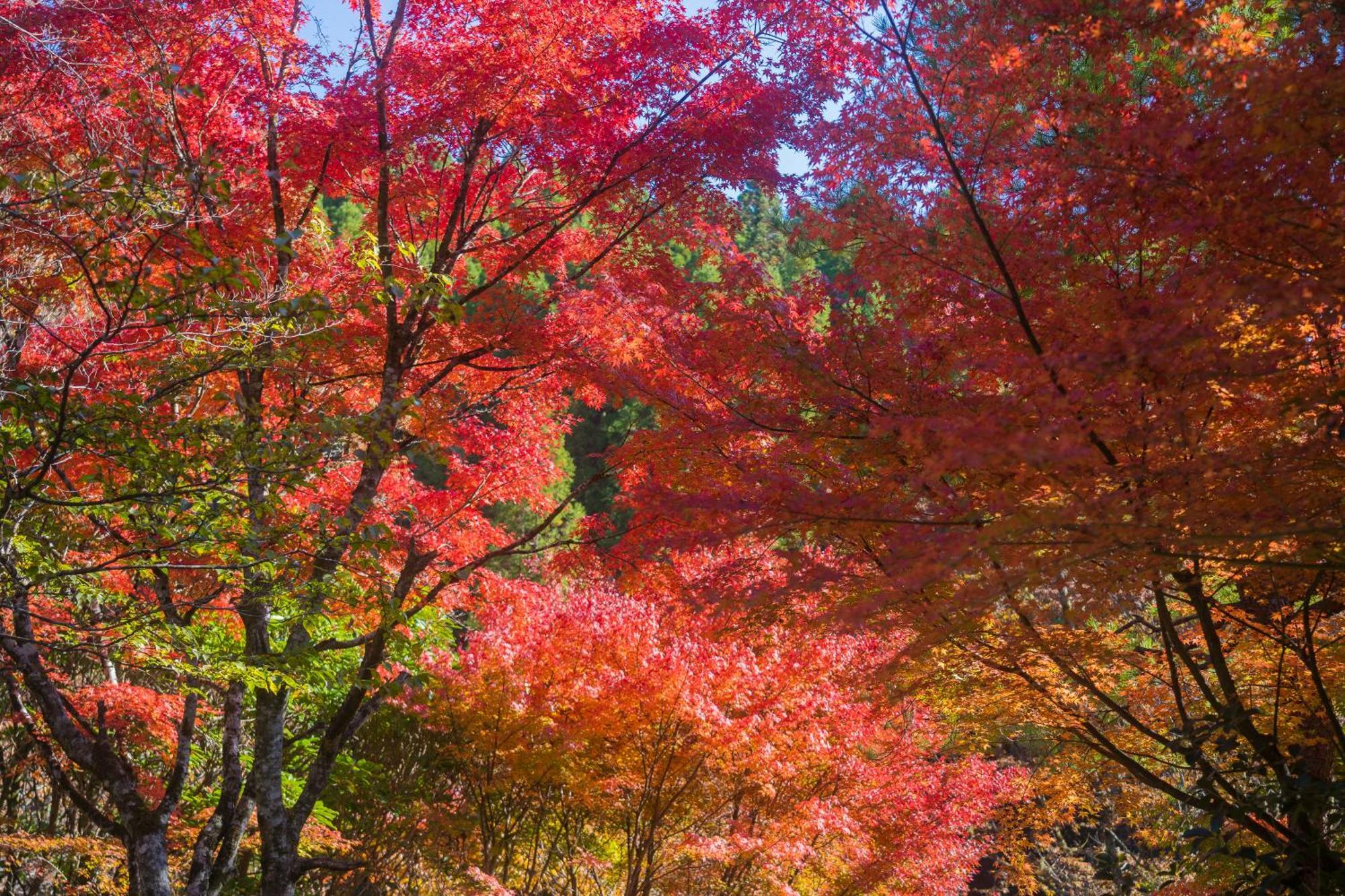 お宿　華坊 南小国町 エクステリア 写真